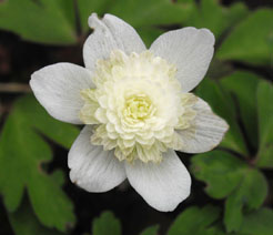 Anemone nemorosa 'Vestal'